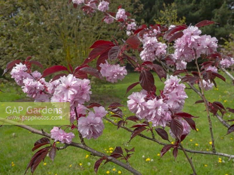Prunus sargentii - Sargent Cherry