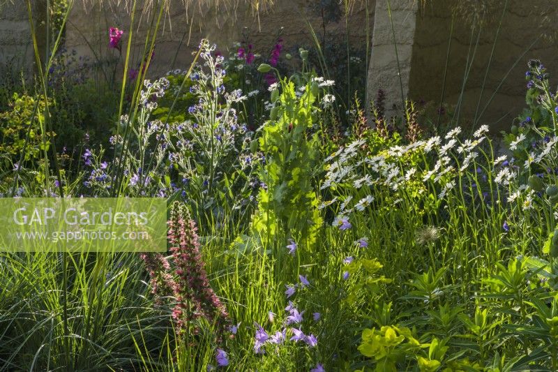 Planting of Stipa gigantea, Euphorbia, poppies, ox-eye daisies, Centranthus, Anchusa and Amsonia illustris in The Mind Garden, RHS Chelsea Flower Show 2022, Gold Medal