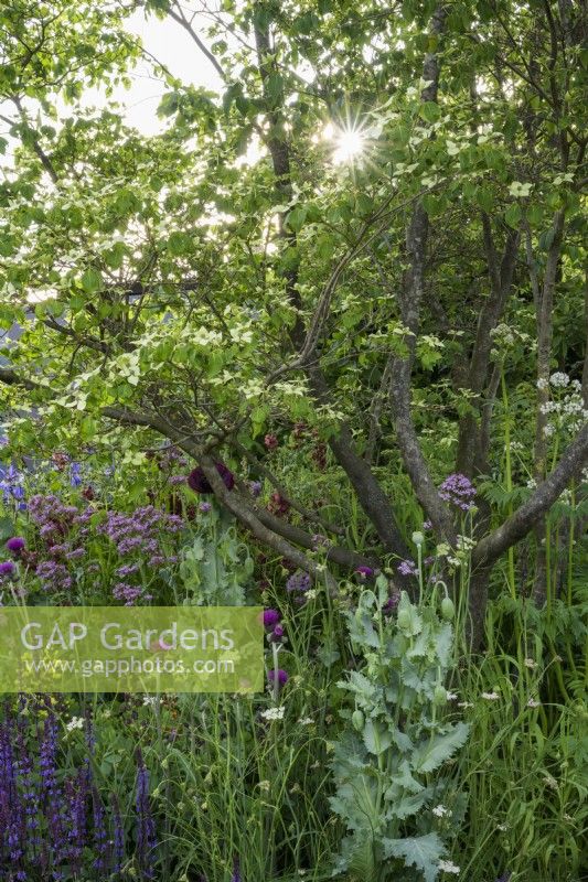 The Place2Be Securing Tomorrow Garden, with  woodland  planting such as Baptisia x variicolor 'Twilite', Cirsium rivulare 'Atropurpureum' and Salvia around multi-stem tree