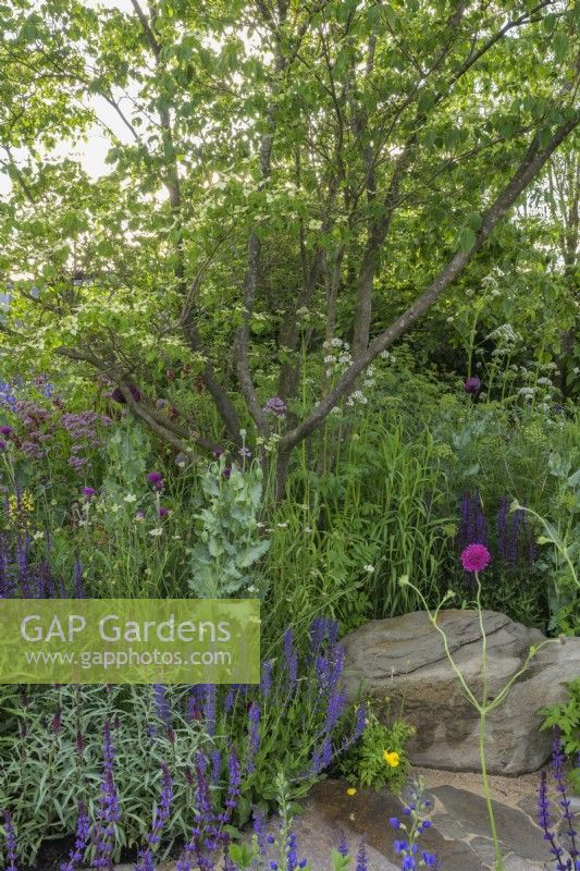 The Place2Be Securing Tomorrow Garden, with  woodland  planting such as Baptisia x variicolor 'Twilite', Papaver somniferum, Cirsium rivulare 'Atropurpureum' and Salvia around multi-stem tree