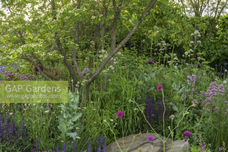 The Place2Be Securing Tomorrow Garden, with  woodland  planting such as Baptisia x variicolor 'Twilite', Papaver somniferum, Cirsium rivulare 'Atropurpureum' and Salvia around multi-stem tree