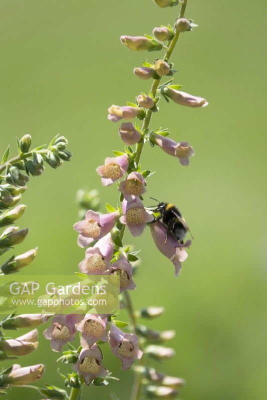 Humble bee on Digitalis 'Glory of Roundway'