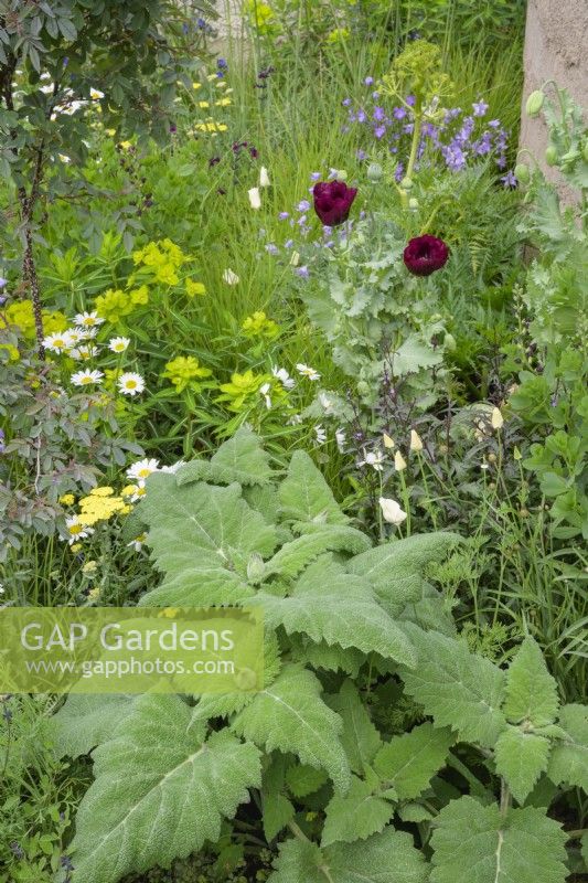 Papaver somniferum 'Lauren's Grape, opium poppy, in combination with ox-eye daisies, anchusa and campanula.
