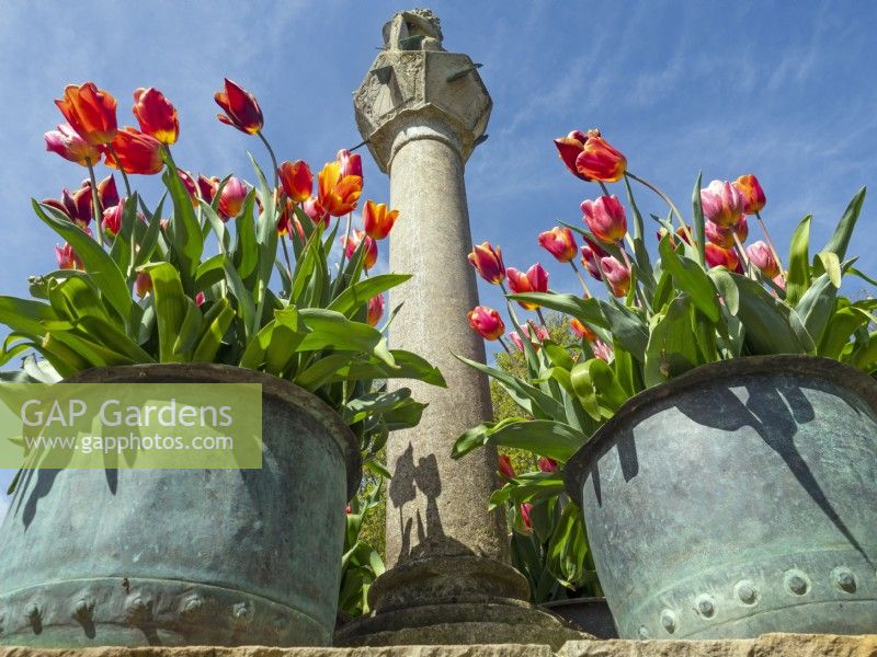 The Scottish Sundial and metal containers with mixed tulips Old Vicarage Gardens  East Ruston Norfolk