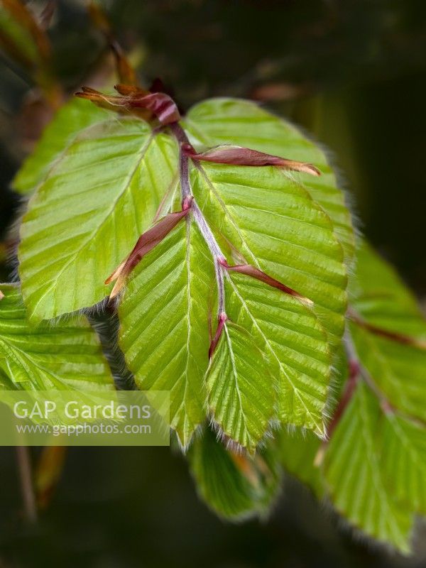 New leaves on Beech  Fagus sylvatica  May