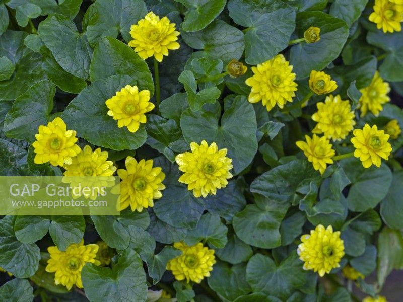 Ranunculus ficaria 'Flore Pleno' Mid April Norfolk