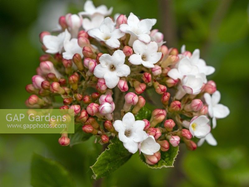 Viburnum carlesii 'Diane' April Norfolk