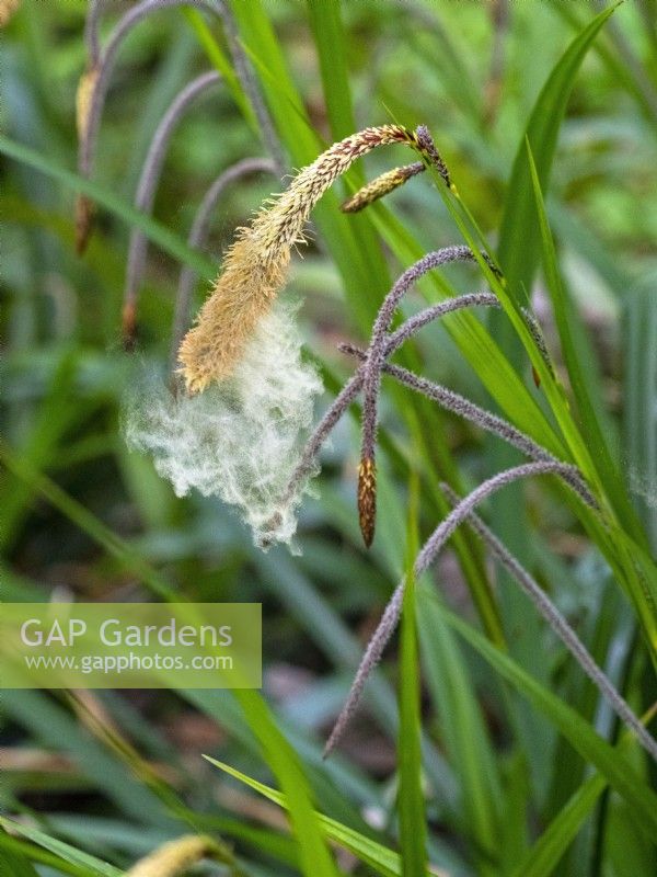 Carex pendula - Drooping Sedge  shedding pollen late April