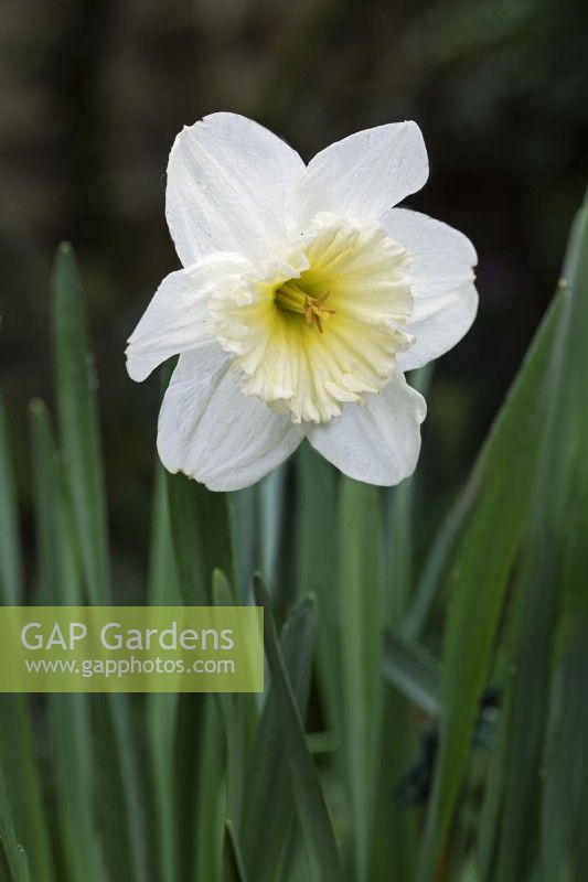 Narcissus 'Ice follies - April