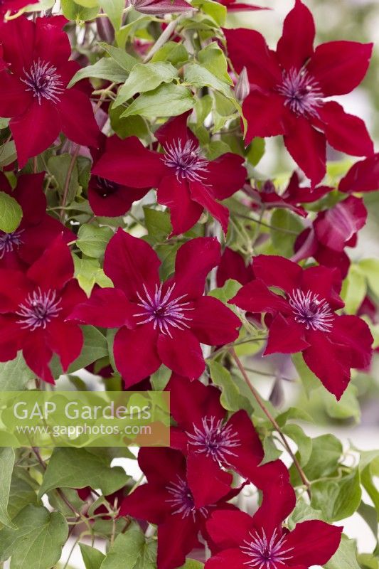 Clematis montana Nubia, spring May