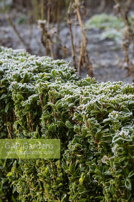 Clipped hedge of Euonymus japonicus 'Green Spire' in January.