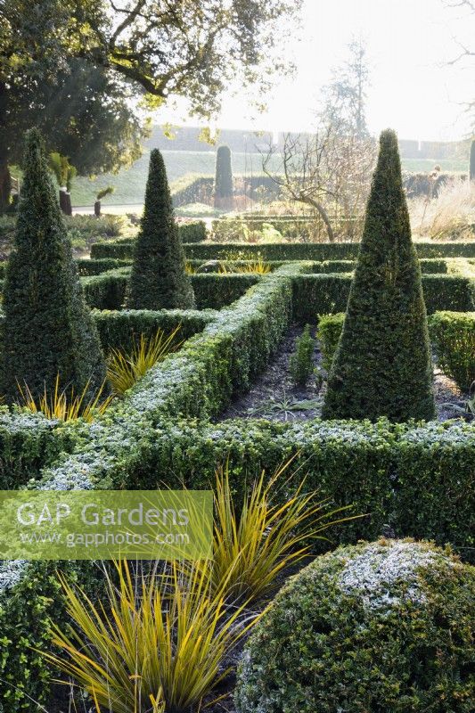 The East Garden at The Bishop's Palace Garden in Wells on a January morning, with evergreen hedges of Euonymus japonicus 'Green Spire', clipped yew and Libertia peregrinans.