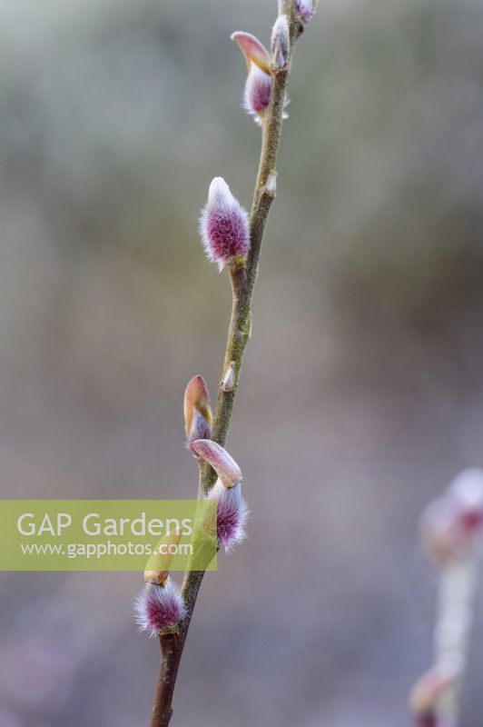 Salix chaenomeloides 'Mount Aso' in January.