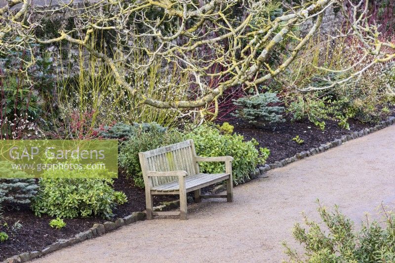 Bench beside the winter border including dogwoods, evergreens and conifers at The Bishop's Palace Garden, Wells in January.