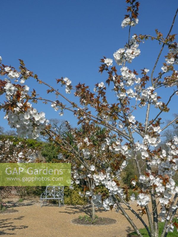 Prunus 'Tai Haku' - Cherry 'Tai Haku'  Mid April Spring