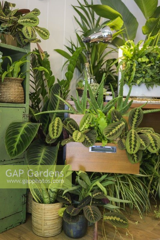 Easy to care for houseplants in home-office including Maranta and Sansevieria -The Grass is Greener Where You Water It Studio
