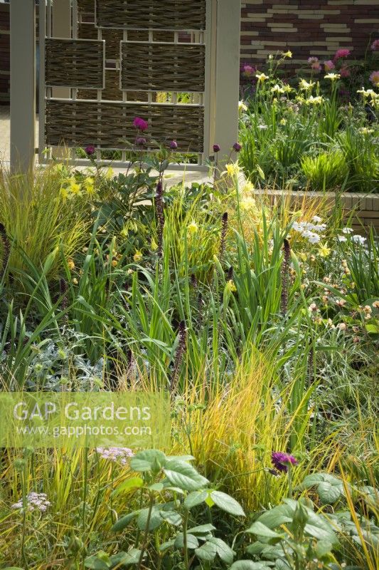 Herbaceous beds planted with  white alliums, astrantias,  geums and ornamental grasses. in front of pavillion made of willow screens - Stitchers Sanctuary Garden
