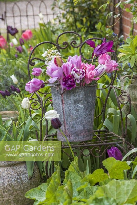 Cut Pink and purple Tulips in metal bucket on rusty chair in garden