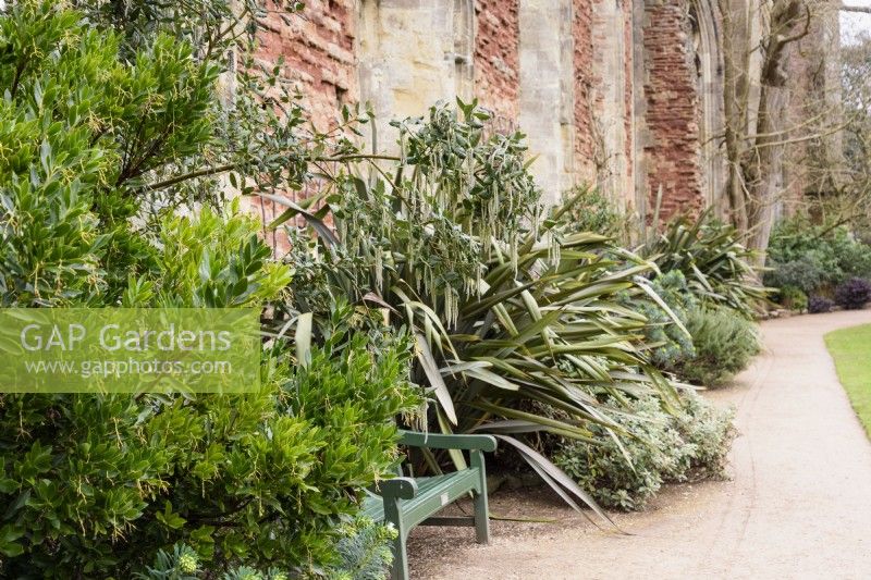 Border of repeated evergreens including phormiums at The Bishop's Palace, Wells in January.
