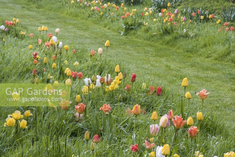 Colour themed naturalised tulips - orange; yellow; peach and white  - growing through grass 