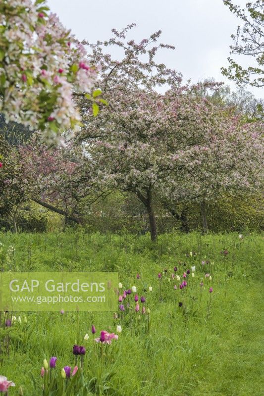 Malus floribunda in blossom in meadow with naturalised tulips in shades of pink and purple