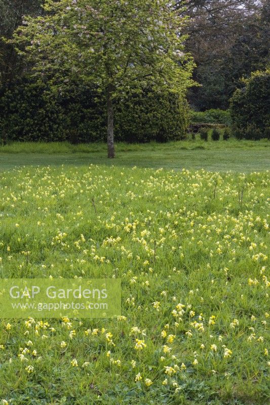 Primula veris - Cowslips naturalised in grass within formal lawn