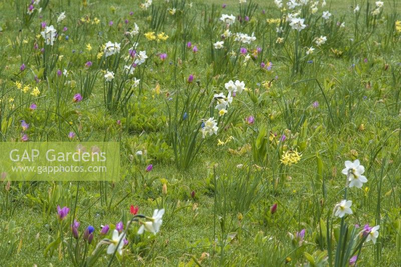 Mixed spring bulbs - species tulips and Narcissus  naturalised in lawn - with Muntjac damage