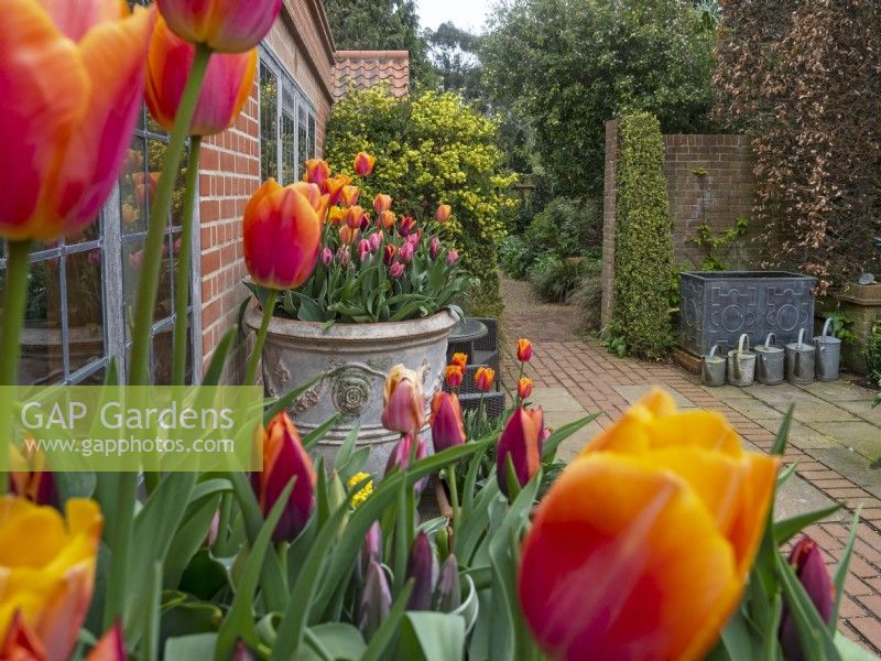 Spring container display with Tulip Mix  in large ornate pots. East Ruston Old Vicarage garden Norfolk