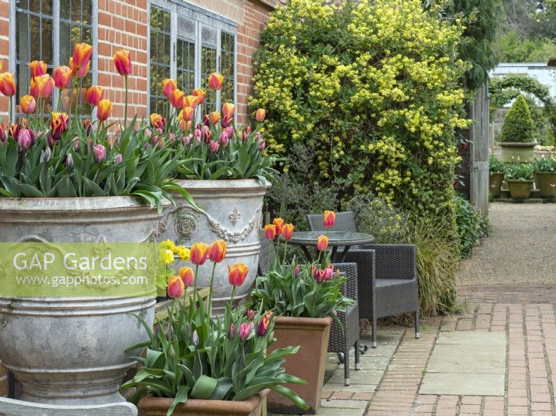 Spring container display with Tulip Mix  in large ornate pots. East Ruston Old Vicarage garden