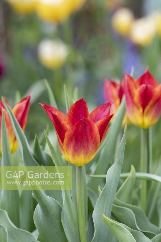 Tulipa 'Striking Match' - Lily Flowered Tulip
