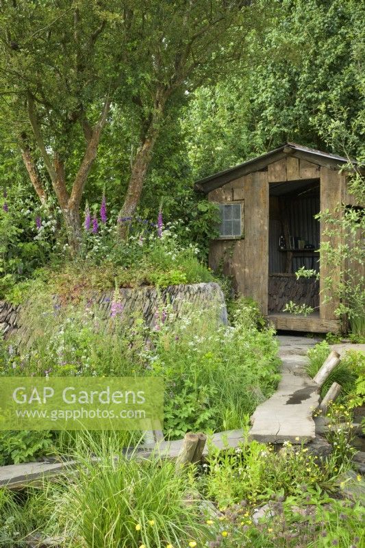 Digitalis with overgrown dry stonewall, natural wetland meadow with native plants around wooden shed - A rewilding Britain Landscape - Best Show garden