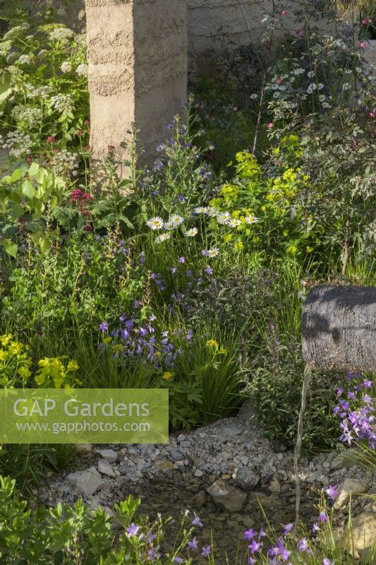 Flowerbed with perennials such as Leucanthemum vulgare and  Campanula patula by curved sculptural walls. The Mind Garden, RHS Chelsea Flower Show 2022 - Gold Medal