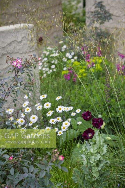 Soft mixed planting of grasses, Papaver somniferum 'Lauren's Grape, opium poppy, in combination with ox-eye daisies, anchusa and campanula in The Mind Garden, RHS Chelsea Flower Show 2022- Gold Medal