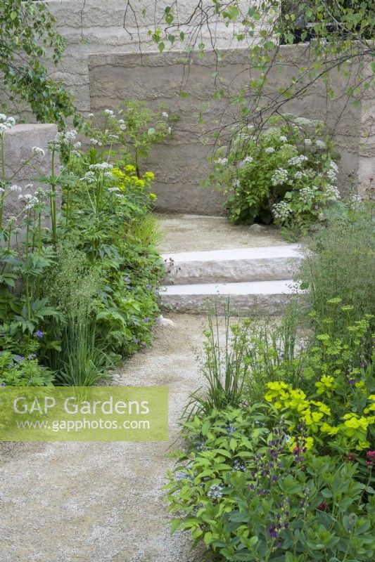 Curved path with purbeck stone steps along clay rendered wall includes Cenolophium denudatum Euphorbia wallichii and Zizia aurea in The Mind Garden