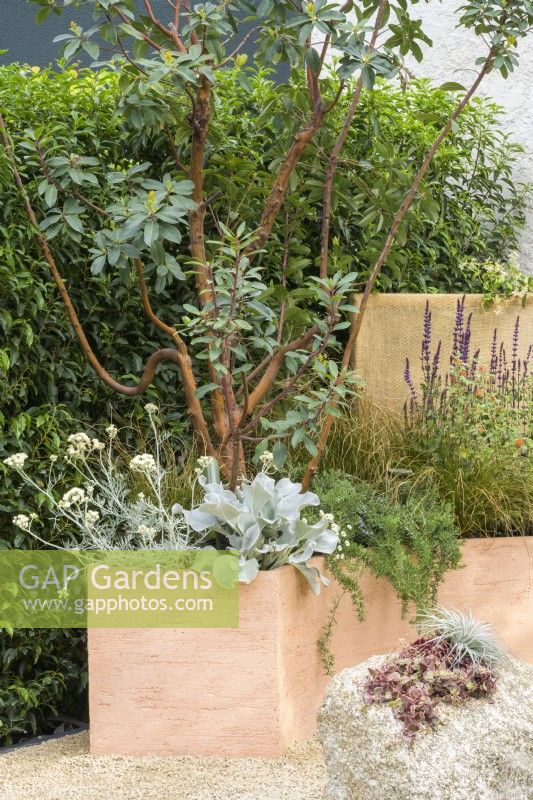 Drought tolerant garden with curved terracotta planters with Arbutus, Salvia, Rosmarinus officinalis 'Prostratus' and Senecio candidans 'Angels Wings' - A Mediterranean Reflection, RHS Chelsea Flower Show 2022 - Silver Medal