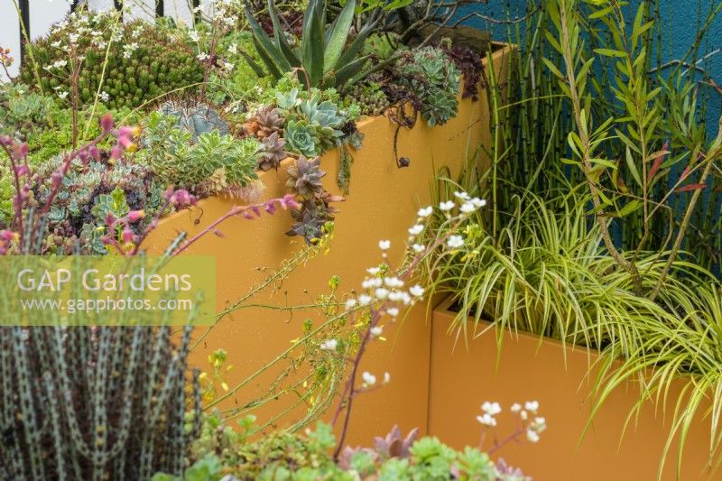 A balcony garden has large containers planted with succulent plants, pine, eucalyptus and honey spurge.- The Blue Garden