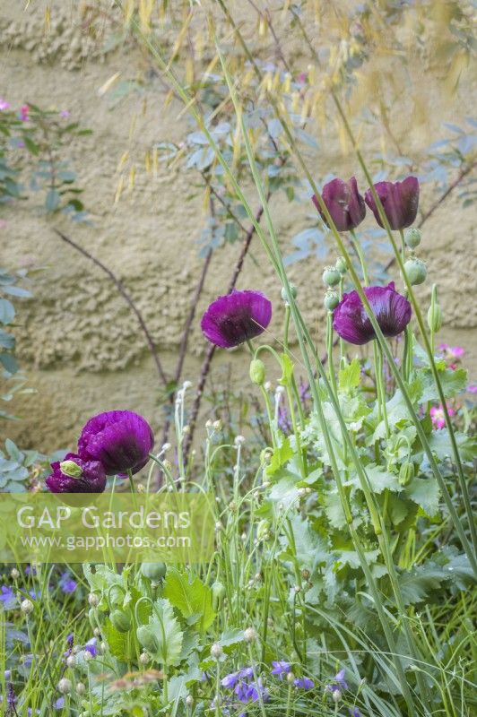 Papaver somniferum 'Lauren's Grape, opium poppy, in combination with ox-eye daisies, anchusa and campanula in The Mind Garden 