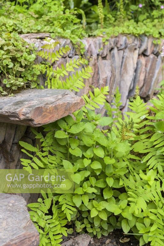Detail with overgrown dry stone wall  step  - A rewilding Britain Landscape. Gold Medal and Best in Show 
