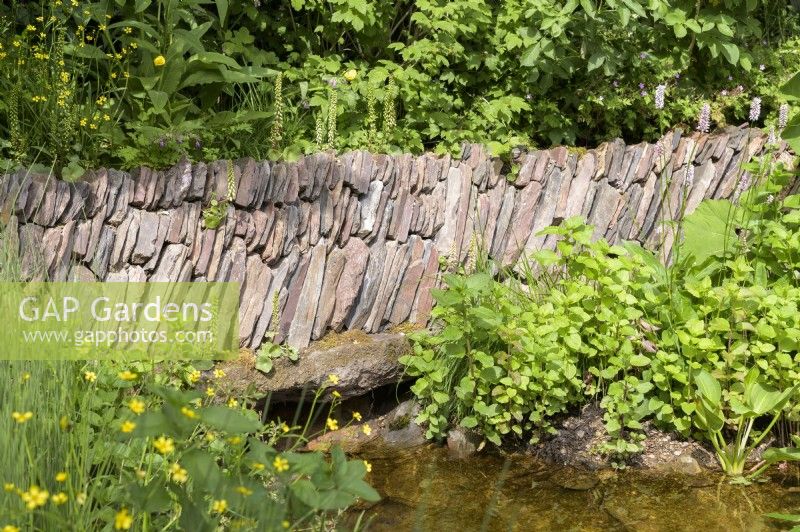 Overgrown dry stonewall over pond
 - A rewilding Britain Landscape .Gold Medal and Best in Show  