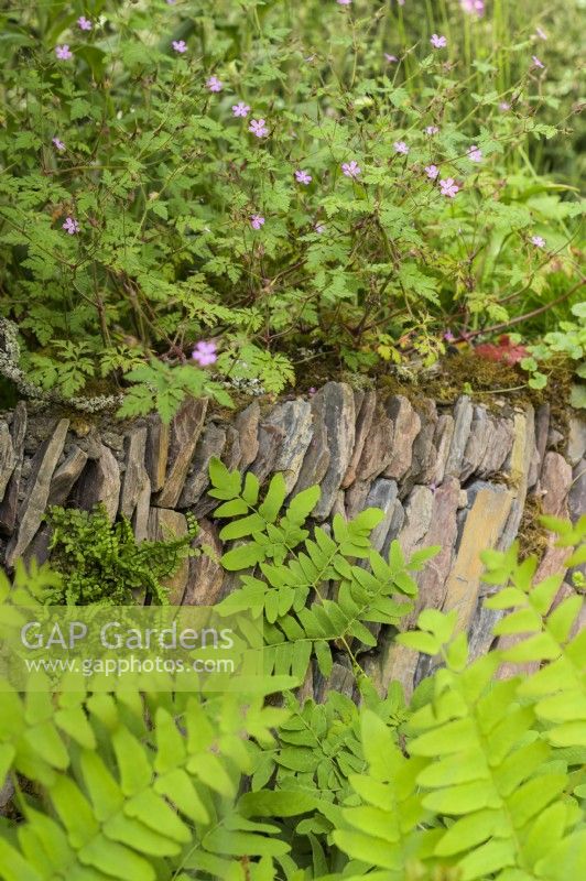 Detail with wild geranium and fern overgrowing dry stonewall
- A rewilding Britain Landscape.Gold Medal and Best in Show  