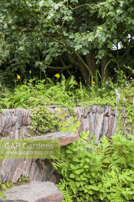 Overgrown dry stonewall and step - A rewilding Britain Landscape. Gold Medal and Best in Show