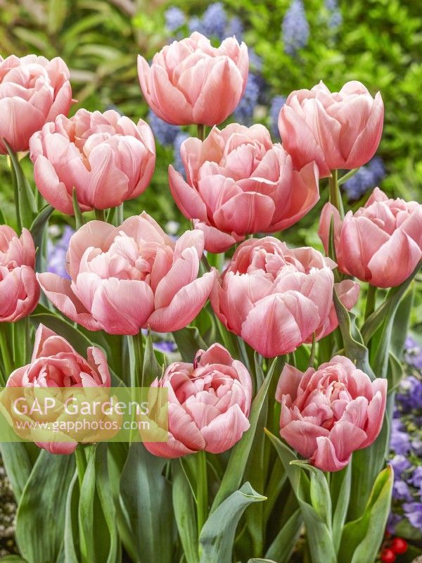 Tulipa Dubbel Roze Joop, spring April