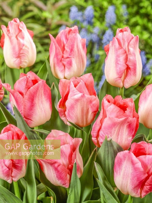 Tulipa Triumph Pink Dream, spring May