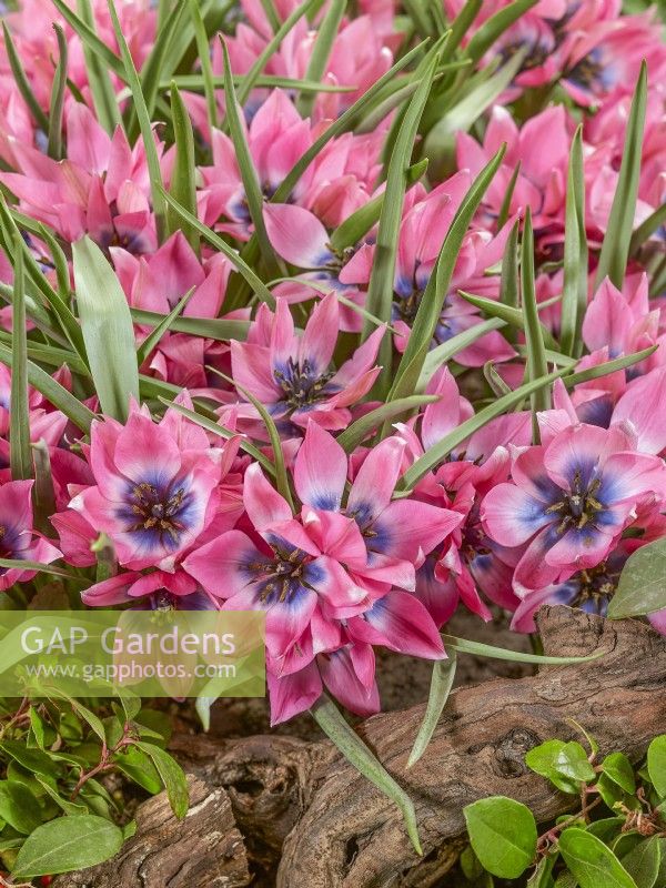 Tulipa Roze Meerbloemig, spring April