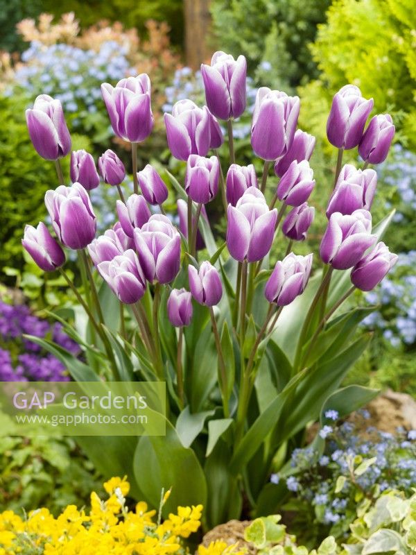 Tulipa Late Purple Elegance, spring May
