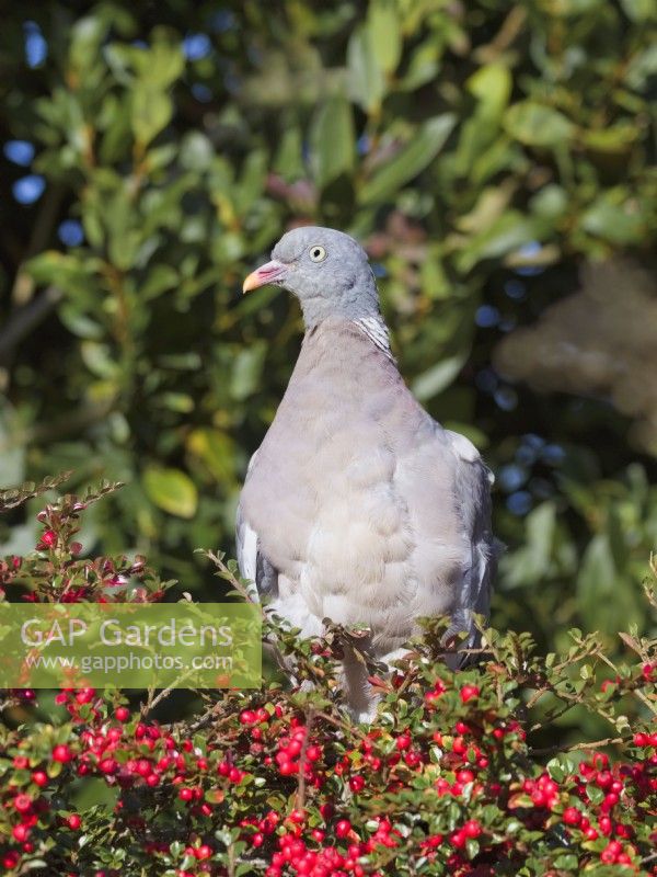 Columba palumbus - Wood Pigeon perched on cotoneaster