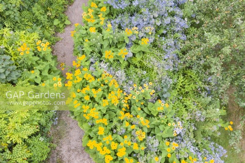 Gravel path separating beds of Inula 'Magnifica' and Campanula lactiflora on right and mostly Mahonia and bamboo on left. July. Image taken from drone. 