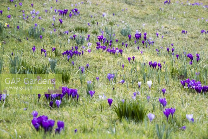 Planting of purple Crocus vernus in rough grass with foliage of narcissus between. March. Spring. 