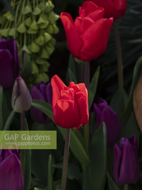 Tulipa 'Bastogne' flowering with Tulipa Passionale