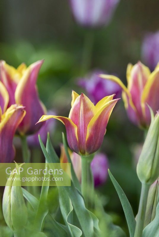 Tulipa 'Ballade Dream' - Lily flowered tulip